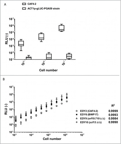 Figure 1. Reliability of the signal emitted by ACT1p-gLUC-PGA59 construct in C. albicans. (A) Evaluation of the luminescence signal emitted by CAF4-2 strain transformed with ACT1p-gLUC-PGA59 construct. Each box corresponds to the Relative Luminescence Unit (RLU) of 10 independent transformants measured in duplicates. Horizontal lines represent mean and 10-90 percentiles. Wiskers reach the minimal and maximal values. (B) Luminescence signals emitted by 2-fold cell suspension dilutions of different strains with the ACT1p-gLUC-PGA59 construct. This analysis was performed with a single transformant for each strain. These strains correspond to 2 different wild-type strains (CAF4-2 and BWP17) and 2 mutants derived from the BWP17 (orf19.719Δ/Δ and zcf13Δ/Δ). Each point corresponds to the average of biological replicates (n = 3) of cell suspensions at defined concentrations. This experiment is representative of 2 independent experiments. Correlation (R2) between RLU and CFU was calculated with a Pearson test (p < 0.0001 for all tested strains) using Graph Pad Prism 6, on this set of data. RLU (−): arbitrary units of luminescent signal.