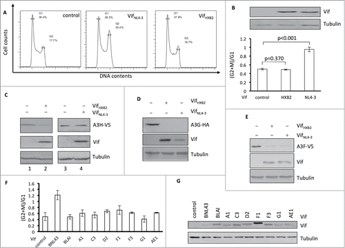 Figure 1. Vifs that are competent for APOBEC3H removal cannot induce cell cycle arrest. (A) Representative flow cytometry data showing VifNL4–3's or VifHXB2's potency in cell cycle regulation in HEK293T cells. (B) Bar chart representing the (G2/M)/G1 ratio of HEK293T cells transfected with VifNL4–3 or VifHXB2. Western blotting results (above) indicate the protein expression levels of VifNL4–3 and VifHXB2. (C) Western blotting results for APOBEC3H levels in the presence of VifHXB2 or VifNL4–3 in HEK293T cells. (D) Western blotting results for APOBEC3G levels in the presence of VifHXB2 or VifNL4–3 in HEK293T cells. (E) Western blotting results for APOBEC3F levels in the presence of VifHXB2 or VifNL4–3 in HEK293T cells. (F) Bar chart representing the (G2/M)/G1 ratio of HEK293T cells transfected with different Vifs that are potent in depleting APOBEC3H, with the exclusion of BNL43. (G) Western blotting results indicating the protein expression levels of the Vif proteins in (F).