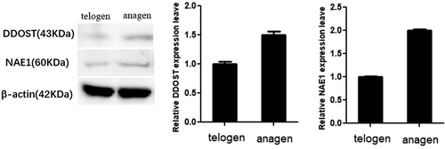 Figure 2. Protein expression of DDOST and NAE1 was detected in telogen and anagen skin tissue of Cashmere goats. In this figure, detection of DDOST and NAE1 by Western blot in telogen and anagen. All data in this figure represent the mean ±SEM of three independent experiments, *p < 0.05