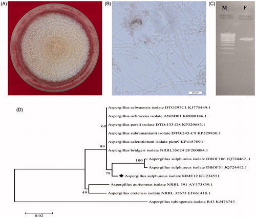 Figure 1. Characterization of endophytic fungus A. sulphureus MME12. (A) Colony and (B) conidial morphology of Aspergillus sp. MME12; (C) electropherograms of PCR amplification of A. sulphureus MME12; (D) Phylogenetic tree derived from Neighbour Joining analysis showing the evolutionary relationship of A. sulphureus MME12 with its closest BLAST hits. M: DNA marker; F: A. sulphureus MME12.