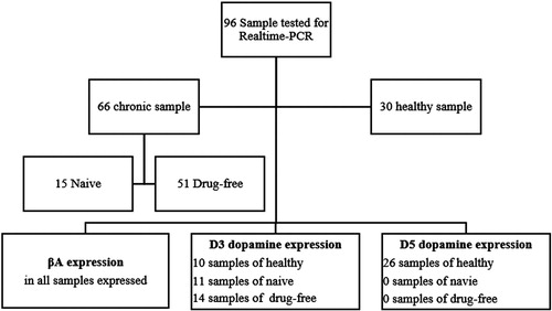 Figure 1. Flowchart of the cohort of paranoid schizophrenia disease patients.