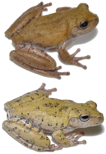 Figure 1. Adult males of Bokermannohyla oxente from Piatã, Bahia, Brazil. Above AAG-UFU 1684, below AAG-UFU 1685. Both vouchers of call records.