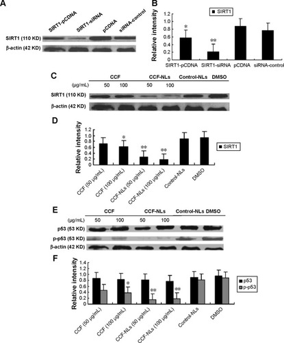 Figure 7 Changes in SIRT1/p53-mediated Signaling.Notes: (A and B) Apoptosis involves SIRT1. These results indicated that SIRT1 siRNA selectively silences SIRT1 protein expression. *P<0.05, **P<0.01, vs siRNA-control. (C and D) SIRT1 protein expression of DBTRG-05MG glioma cells was evaluated following treatment with the indicated concentrations of 50 μg/mL and 100 μg/mL CCF-NLs for 24 h. *P<0.05, **P<0.01, vs control. (E and F) The alteration of p53, phosphorylated p53 proteins, and actin was analyzed by Western blotting. *P<0.05, **P<0.01, vs control.Abbreviations: CCF, Cotinus coggygria flavonoid; CCF-NLs, Cotinus coggygria flavonoid nanoliposomes; NLs, nanoliposomes; DMSO, dimethyl sulfoxide; h, hours; vs, versus.