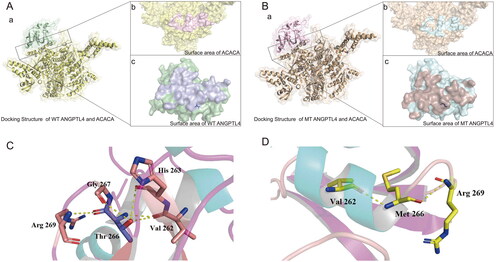 Figure 1. Visualization of the docked complex between human ANGPTL4 and ACACA. A: a) Interaction docking structure between wild-type ANGPTL4 and ACACA. b) Surface area visualization showing the compact fitting of ACACA. c) Surface area visualization showing the compact fitting of wild-type ANGPTL4. B: a) Interaction docking structure between mutant ANGPTL4 T266M and ACACA. b) Surface area visualization showing the compact fitting of ACACA. c) Surface area visualization showing the compact fitting of mutant ANGPTL4 T266M. C: Intra-chain interaction of wild-type ANGPTL4. D: Intra-chain interaction of mutant ANGPTL4 T266M.