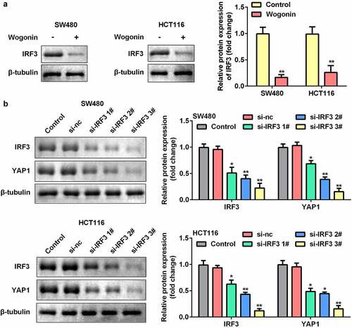 Figure 5. Effect of IRF3 knockdown on the expression of YAP1 in CC cells.