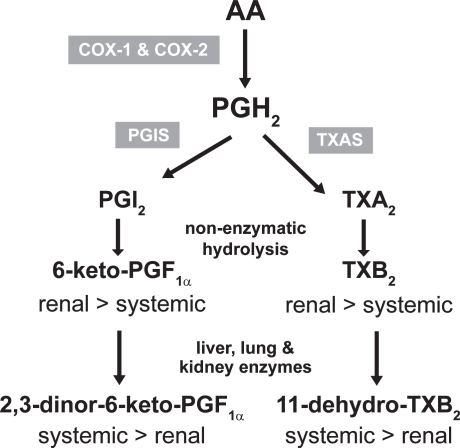 Figure 4 Biosynthesis and metabolism of prostacyclin (PGI2) and thromboxane (TX) A2.