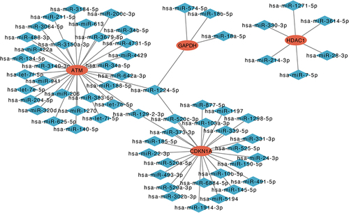 Figure 7 Co-expressed network of hub genes and target miRNAs. Red ellipses represent hub genes, and blue diamonds represent target miRNAs.