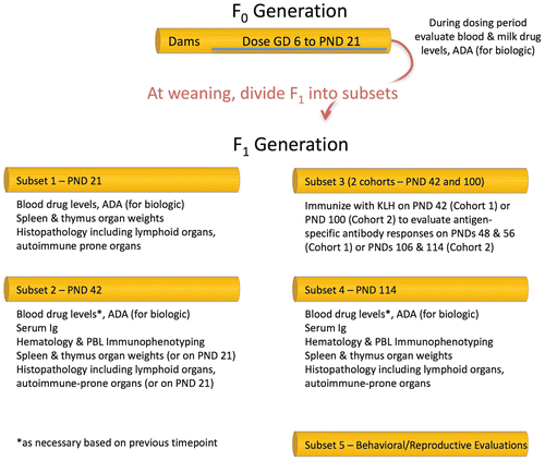 Figure  4.  Possible study design for PPND study in rats incorporating DIT endpoints. The choice and timing of DIT to be included on a PPND study should be based on scientific rationale. Endpoints should include hematology (to evaluate changes in peripheral mononuclear cells), histopathology of lymphoid organs, and immunotoxicology endpoints that were affected in adult animals. The timing of evaluations may depend on the dosing interval. GD = Gestation Day; PND = Post-natal day; ADA = anti-drug antibodies (immunogenicity); Ig = Immunoglobulin; PBL = Peripheral Blood Lymphocyte.