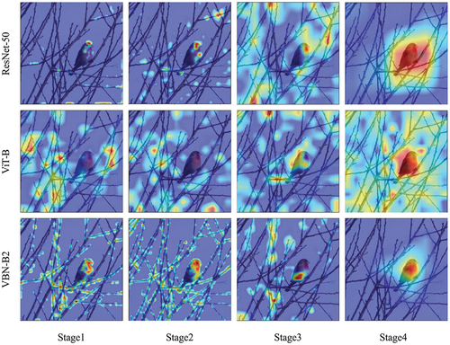 Figure 8. Grad-Cam visualization of ResNet-50, ViT-B, and VBNet-B2 at different stages.