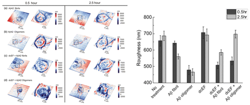 Figure 6. Topographic images (left) and the statistics of membrane roughness variations (right) of N2a cells measured by NIWOP at 0.5 and 2.5 h under various external treatments.