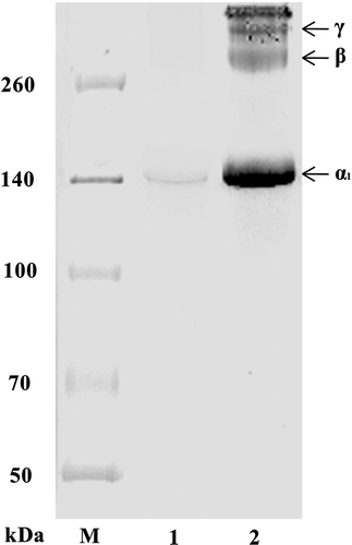 FIGURE 2 SDS-PAGE pattern of CCF and PSC from S. monotuberculatu.Lane M: protein marker; Lane 1: CCF; Lane 2: PSC.