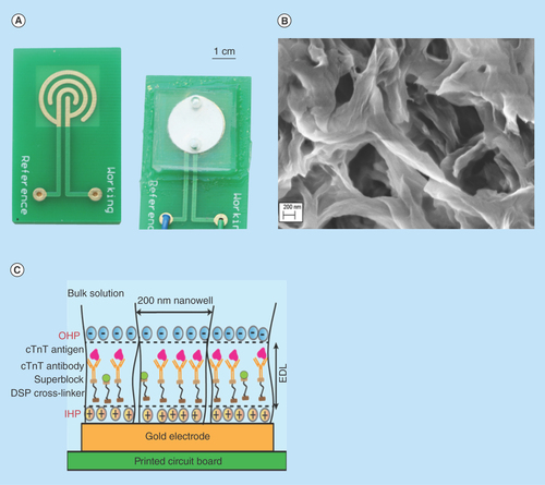 Figure 1.  Components of the developed sensor platform.(A) Assembled sensor platform. (B) SEM micrograph of nanoporous nylon membrane with average pore diameter of 200 nm. (C) Characteristic representation of immunoassay inside nanowells.cTnT:Cardiac Troponin-T; DSP:Dithiobis succinimidyl propionate; EDL:Electrical double layer; IHP:Inner Helmholtz plane; OHP:Outer Helmholtz plane.