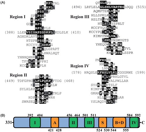 Figure 5. Phage display identifies putative MMACHC binding sites on ABCD4. (A) MMACHC affinity-selected peptides aligned to four regions within the C-terminal NBD of ABCD4 (I–IV). Exact sequence matches are highlighted in black; conservative matches are highlighted in grey. (B) Linear representation of the NBD of ABCD4 with proposed catalytic motifs shown in orange: A, Walker A; S, ABC signature; B + D, Walker B and D-loop. MMACHC-binding regions are annotated as roman numerals and displayed in green.
