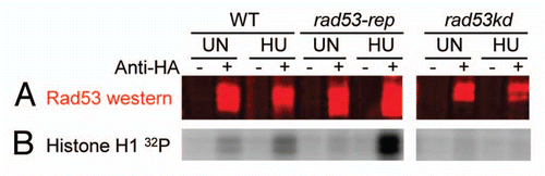 Figure 4 trans-phosphorylation activity of Rad53-rep immune complexes. RSY1046 was transformed with the designated plasmids, and HA-tagged wild type Rad53 (pRAD53), rad53-rep (pTH25) and rad53 K227A D339A (rad53-kd; pTH27) were immunoprecipitated with antibody against HA (+) or mock immunoprecipitated (-) from lysates of untreated cells (UN) and from cells treated with HU (HU). Immune complexes were incubated on ice with Histone H1 in the presence of γ-32P ATP. (A) Rad53 western blot of immunoprecipitations. (B) Autoradiogram of Histone H1 phosphorylated by Rad53 immune complexes.
