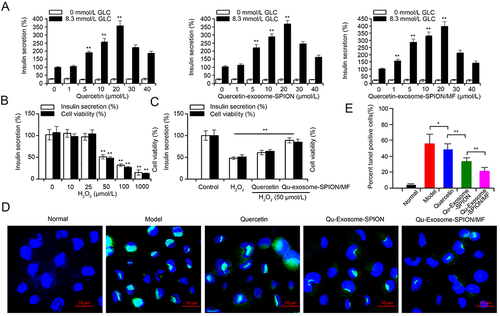 Figure 3 Insulin secretagogue and antiapoptotic activities of Qu-exosome-SPIONs/MF in MIN-6 cells. (A) Insulin secretagogue effects of Quercetin, Qu-exosome-SPIONs, and Qu-exosome-SPIONs/MF (0–40 μmol/L) in the absence and presence of 8.3 mmol/L GLC. Data are expressed relative to the response obtained in the absence of quercetin, Qu-exosome-SPION, or Qu-exosome-SPIONs/MF (0 μmol/L) with 8.3 mmol/L GLC, taken as 100%. (B) Effects of increasing concentrations of H2O2 (0, 10, 25, 50 and 100 μmol/L) on MIN-6 cell viability and insulin secretion in the presence of 8.3 mmol/L GLC. (C) Effect of quercetin, Qu-exosome-SPIONs, and Qu-exosome-SPIONs/MF (20 μmol/L) on MIN-6 cell viability and insulin secretion in the presence of 8.3 mmol/L GLC. 50 μmol/L H2O2 was added at the beginning of the incubation period for 1 h. Data are expressed relative to the response obtained in 0 μmol/L H2O2 in the presence of 8.3 mmol/L GLC, taken as 100%. (D) Anti-apoptosis effects of quercetin, Qu-exosome-SPIONs, and Qu-exosome-SPIONs/MF on MIN-6 cells. Nuclei were stained with DAPI (blue), and apoptotic MIN6 cells were stained with TUNEL (green). (E) Proportion of TUNEL-positive cells. n=3, significance levels are shown as *p < 0.05 and **p < 0.01 vs 0 μmol/L quercetin, Qu-exosome-SPIONs, and Qu-exosome-SPIONs/MF in. (A), or vs 0 μmol/L H2O2 in (B and C).