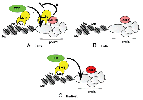 Figure 7 Model for Swi6 regulation of centromere replication. (A) In normal cells, Swi6 bound at the methylated histone enriches the local concentration of DDK which promotes origin activation (i). This is antagonized by Swi6 binding Cdc18 to prevent premature replication (ii). (B) In the absence of Swi6, origins are late-firing because they fail to recruit DDK effectively, and because there is nothing to counter fully repressive methylated chromatin. Similar results are observed for DDK mutants specifically defective in Swi6 binding.Citation38 (C) In the absence of Swi6 binding to Cdc18 (cdc18-I43A), the inhibitory effect of Swi6 on origin firing is relieved. Swi6 is still able to bind methylated histone and recruit DDK to promote accelerated replication.