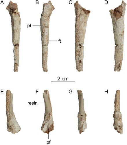 FIGURE 2. Femora of Harenadraco prima (MPC-D 110/119, holotype). A–D, left femur in A, anterior, B, posterior, C, medial, and D, lateral views. E–H, right femur in E, anterior, F, posterior, G, medial, and H, lateral views. Abbreviations: ft: fourth trochanter; pf, popliteal fossa; pt, posterior trochanter.