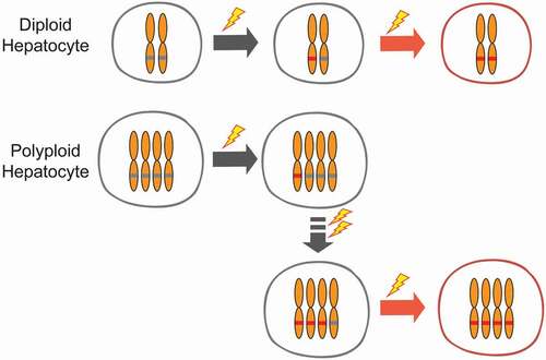 Figure 4. Tumor protection by polyploids is mediated through reduced loss of heterozygosity.