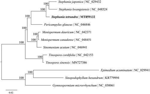 Figure 1. Maximum-likelihood phylogenetic tree based on complete cp genomes. Numbers close to each node are bootstrap support values.