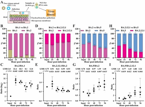 Figure 2. Competition of Omicron sublineages in HAE. (A) Diagram of competition experiment. Human airway epithelium was infected with a mixture of two viruses (equal PFU). At 24–96 h post-infection, extracellular viral RNA populations were determined by next-generation sequence (NGS). The viral RNA population in the inoculum measured by NGS was indicated as input. (B) The percentage of viral RNA in BA.1 and BA.2 infected HAE. (C) Scatter plot of the ratio of BA.2 to BA.1 RNA from infected HAE. (D) The percentage of viral RNA in BA.2 and BA.2.12.1 infected HAE. (E) Scatter plot of the ratio of BA.2.12.1 to BA.2 RNA from infected HAE. (F) The percentage of viral RNA in BA.2 and BA.5 infected HAE. (G) Scatter plot of the ratio of BA.5 to BA.2 RNA from infected HAE. (H) The percentage of viral RNA in BA.2.12.1 and BA.5 infected HAE. (I) Scatter plot of the ratio of BA.5 to BA.2.12.1 RNA from infected HAE. The mean ± standard deviations (SD) are shown in B, D, F, and H. The geometric ratio (GMR) and 95% confidence intervals (indicated as error bars) are shown in C, E, G, I. P values are calculated as the coefficient of each linear regression analysis of RNA ratio at a given time-point versus input RNA ratio.