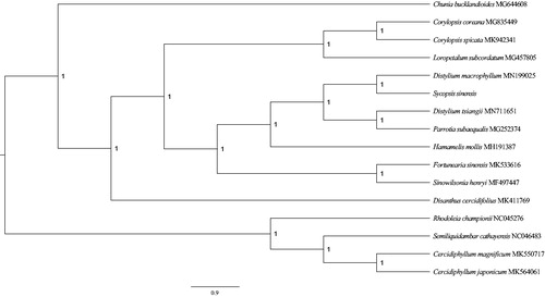 Figure 1. Phylogenetic relationships among 16 complete chloroplast genomes of Hamamelidaceae and Cercidiphyllaceae. Posterior probability values are given at the nodes. Cercidiphyllaceae are used as outgroups.