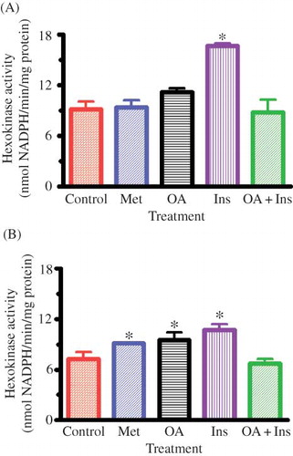Figure 1. Effects of OA, metformin (Met), insulin (Ins), and combined OA and insulin (OA + Ins) on gastrocnemius muscle HK activity in nondiabetic (A) and STZ-induced diabetic (B) rats. Values are presented as means, and vertical bars indicate SEM (n = 6 in each group).