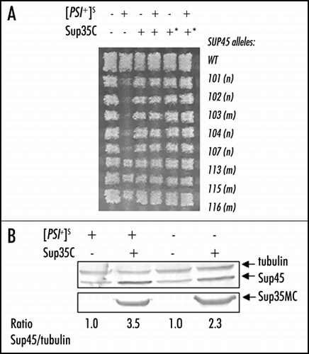 Figure 5 Synthetic lethality of [PSI+]S and mutant sup45 alleles is compensated by Sup35C. (A) OT56 [PSI+] strain and its [psi-] derivative carrying centromeric or multicopy (*) plasmid that encodes C-terminal domain of Sup35 (vertical lines) were mated to derivatives of the strain 1A-D1628 (designed the same as in Fig. 2). Plates were replica plated onto the medium selective for diploids, and incubated for four days. Presence of Sup35C on centromeric or multicopy plasmid neutralize the synthetic lethality of [PSI+]S and mutations in the SUP45 gene in diploid strain. (B) Levels of Sup45 are increased in the presence of C-terminal domain of Sup35. [PSI+]S strain OT56 and its [psi-] derivative were transformed with the plasmid pYX242/SUP35MC or control vector pYX242. Crude cell extracts was prepared, run on SDS-PAGE, transferred to nitrocellulose filter and reacted to antibodies against Sup45, Sup35 and tubulin. Blots were analyzed by densitometry, and Sup45 amounts were normalized by using tubulin as a loading control. Sup45/tubulin ratio in the control sample in the strain bearing an empty plasmid is taken as one in each case.