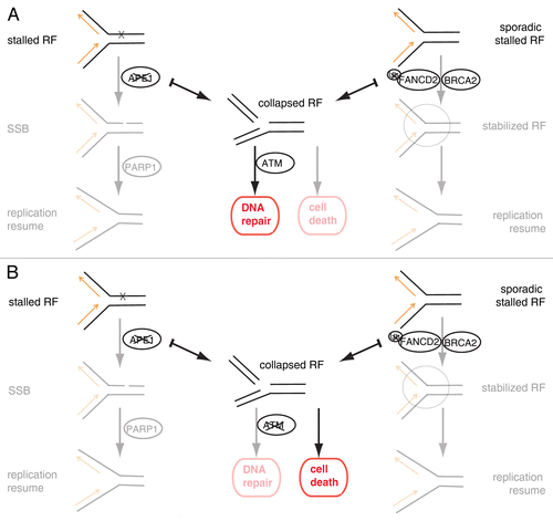 Figure 1. Model for synthetic lethal interactions between ATM and APE1 and between ATM and FANC. (A) Replication forks (RF) stall when they encounter base lesions. Inhibition of APE1 blocks the PARP1-mediated SSBR pathway (grayed out), leading to collapsed replication forks. The FA pathway is required for stabilization of sporadic stalled replication forks. Blocking the FA pathway and inhibiting the monoubiquitination of FANCD2 therefore destabilizes stalled replication forks (grayed out) and leads to fork collapse. The resulting DSB lesions are repaired predominantly by ATM-dependent HR. (B) When APE1 or FANC are inhibited in ATM-deficient cancer cells, the cells fail to repair DSBs caused by collapsed RFs. Accumulation of unrepaired DNA lesions causes cell death. APE1, AP endonuclease 1; ATM, ataxia telangiectasia mutated; DSB, double-strand break; FA, Fanconi anemia; FANC, FA complementation group; HR, homologous recombination; PARP1, Poly(adenosine diphosphate [ADP]–ribose) polymerase 1; RF, replication fork; SSBR, SSB repair.