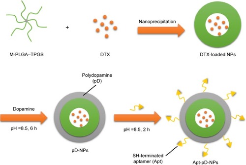 Figure 1 Schematic representation of the preparation procedure for targeted and DTX-loaded Apt-pD-NPs.Notes: There were two fatal processes of functionalized DTX-loaded Apt-pD-NPs: oxidative polymerization of dopamine in the presence of oxygen as an oxidant on the surface of M-PLGA–TPGS (Process I) and conjugation of aptamers to pD-coated NPs (DTX-loaded pD-NPs) with a Michael addition reaction (Process II).Abbreviations: DTX, docetaxel; Apt, aptamer; pD, polydopamine; NPs, nanoparticles; M-PLGA, mannitol-functionalized poly(lactide-co-glycolide); TPGS, d-α-tocopheryl polyethylene glycol 1000 succinate; h, hours.