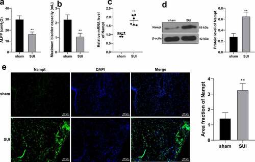 Figure 2. Nampt is overexpressed in SUI rat model. SUI rat model was established by VD treatment, and 1 week later, model establishment was verified by ALPP (a) and MBV (b) in rats. (c, d and e), Nampt expression in rat anterior vaginal wall tissues was examined by RT-qPCR (c), Western blot analysis (d) and immunofluorescence assay (e). N = 6. Measurement data in panels A, B, D and E were presented as mean ± standard deviation. The t-test was used to analyze the data in panels A, B, C, D and E. ** p < 0.01.