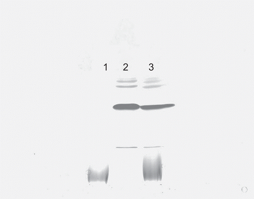 Figure 5.  Assessment of structural integrity of lysostaphin. Lane 1, SDS-PAGE of chitosan-collagen hydrogel; Lane 2, lysostaphin aqueous solution; Lane 3, lysostaphin released from CCHL.