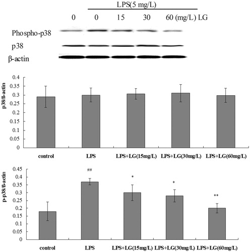 Figure 5. Effect of Ligustrazine on phosphorylation of p38 MAPK induced by LPS in RPMCs. Cells were treated for 24 h with 5 mg/L of LPS in the absence or the presence of Ligustrazine (15, 30, and 60 mg/L). Both phosphor-38 MAPK and MAPK protein levels were determined by Western blot with β-actin used as an internal control. Data represent mean ± SD of three independent experiments. *p < 0.05, **p < 0.01 versus LPS; #p < 0.05, ##p < 0.01 versus Control. LG: Ligustrazine.