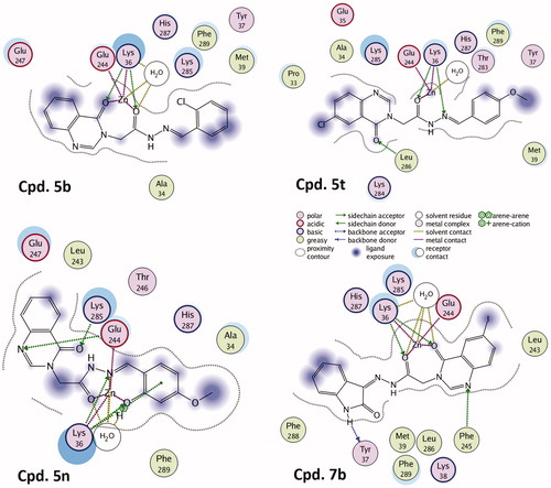 Figure 8. Topological interactions between 5b, 5n, 5t, and 7b with caspase-6 showing the role of the ortho-hydroxy N-acyl hydrazone moiety in chelating zinc in the allosteric site.