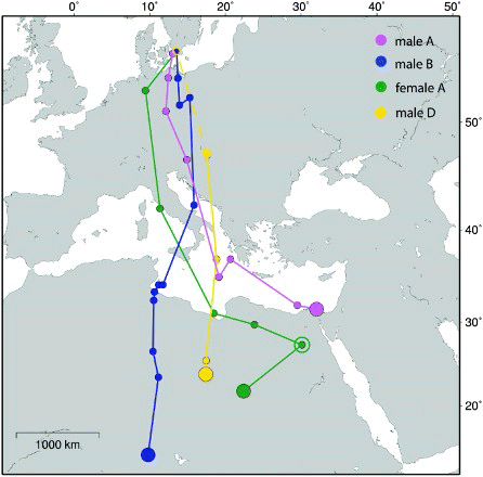 Figure 2. Spring migration tracks of Little Ringed Plovers as revealed by geolocators. Filled small circles show three-day means of positional data, large filled circles are mean location for winter positions and the open circle indicates the position of a stopover of about nine days (female A). One geolocator (male D) stopped recording data before the bird reached the breeding area as indicated by a broken line. The map is a Mercator projection.