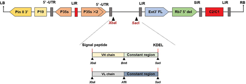 Figure 1. Schematic representation of the T-DNA region of the pBYR2e RSV-F Fc fusion plant expression vector. The T-DNA region plays a crucial role in facilitating the transfer of the gene of interest into plant cells. It includes the left border (LB) and right border (RB) which serve as the boundaries for gene transfer. The Pin II 3’ sequence derived from potato proteinase inhibitor II acts as a border element helping to facilitate the insertion of the desired genes into the plant genome. The vector also incorporates several important components, such as the Tomato Bushy Stunt Virus (TBSV) RNA silencing suppressor, P19; the Cauliflower Mosaic Virus (CaMV) 35s promoter, P35s; the CaMV enhancer, P35s×2; the tobacco extension gene region, Ext3’ FL, 3‘; the tobacco RB7 promoter, Rb7 5’ del; the Bean Yellow Dwarf Virus (BeYDV) short intergenic region, SIR; the BeYDV long intergenic region, LIR; and the BeYDV replication initiation proteins, Rep and RepA, along with C2/C1.Citation41.