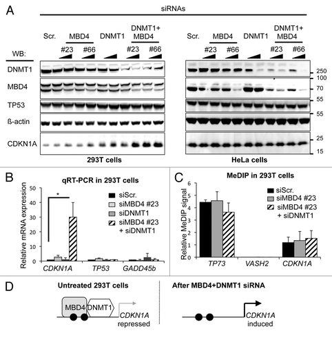 Figure 2.CDKN1A/p21 expression is synergistically regulated by MBD4 and DNMT1 in 293T cells. (A) Western blotting (WB) with the indicated antibodies in 293T and HeLa cells mock-depleted (Scr.) or transiently depleted of MBD4, DNMT1, or both. Two different doses of siRNA were transfected: 2 nM, 10 nM, as denoted by the black triangles. (B) Real-time RT-PCR analyses of CDKN1A/p21, TP53, and GADD45beta mRNA expression in 293T cells upon depletion of MBD4, DNMT1, or DNMT1+MBD4 (n = 3). (C) DNA methylation analysis by MeDIP at TP73, VASH2, and CDKN1A promoters in 293T cells upon depletion of MBD4, DNMT1, or DNMT1+MBD4 (n = 3). (D) Summarization of the results. Black circles represent methylated DNA, white circles unmethylated DNA.