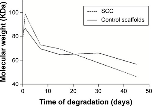 Figure 4 Graph showing decrease of polymer molecular weight measured at different intervals.Abbreviation: SCC, scaffolds containing cell.