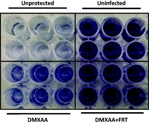 Figure 5. In vitro effect of hyperthermia on the efficacy of DXMAA-induced antiviral response. RAW 264.7 cells were treated with DMXAA (100 µg/ml) for 2 h, washed, and infected with VSV at 0.1 MOI. After 24 h, cells were washed with PBS, fixed in 10% buffered formalin, and stained with crystal violet. The results are derived from a single representative experiment n = 3).