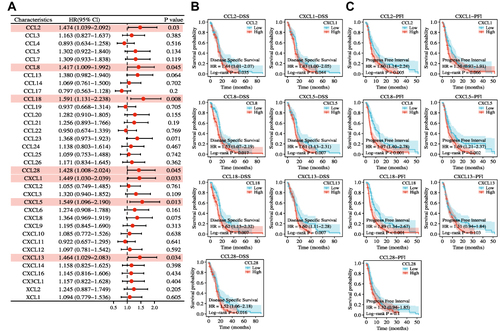 Figure 2 Prognostic values of different chemokines in GBM. (A) Forest plot of associations of 35 chemokines expression and OS showed that seven chemokines (CCL2, CCL8, CCL18, CCL28, CXCL1, CXCL5, and CXCL13, marked in pink) were independently associated with the OS of GBM patients. (B) The Kaplan-Meier analysis of the association between seven chemokines and DSS. (C) The Kaplan-Meier analysis of the association between seven chemokines and PFI.