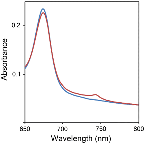 Fig. 1. Detection of native CfWSCP.Notes: Absorption spectra (650–800 nm) of the partially purified fraction containing native CfWSCP. Blue and red lines represent before and after light irradiation treatment.