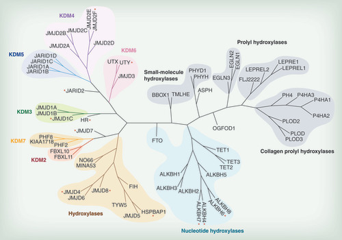 Figure 1.  Phylogenetic tree of the human 2-oxoglutarate-dependent oxygenases.Different subfamilies discussed in the text are highlighted in various colors. Red asterisks indicate members for which no enzymatic activity has been determined yet.