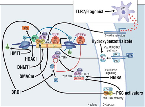 Figure 1. Reversal of HIV latency (graphics: Ken Kragsfeldt. Modified from Richman DD. et al. Science 2009 [Citation4] with permission from Richman DD.). Latency reversing agents (LRAs) can disrupt HIV-1 latency through different mechanisms: Protein kinase C (PKC) activators stimulates via kinase signaling and the PKC pathway. Second mitochondria-derived activator of caspases mimetics (SMACm) stimulates the NF-κB pathway. DNA methyltransferase inhibitors (DNMTi) decrease methylation of the HIV-1 promoter in the long terminal repeat (LTR). Histone deacetylase (HDACi) and methyltransferase inhibitors (HMTi) prevent removal of acetyl groups and attachment of methyl groups to the histone, respectively. Bromodomain inhibitors (BRDi) might favor competitive binding of the viral transactivation protein (Tat) to the positive transcription elongation factor b (p-TEFb) complex and/or affect transcription factors. Hexamethylbisacetamide (HMBA) stimulates p-TEFb in the absence of Tat. Hydroxybenzotrialzole and interleukin-7 (IL-7) stimulates the JAK/STAT pathway. Toll-like receptor (TLR) 7/9 agonists stimulate the plasmacytoid dendritic cells (pDC) to produce cytokines that activates the T cell and thus HIV-1 transcription.