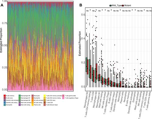 Figure 4 Immune cell infiltration landscape of TP53 wild type and mutation HCC patients. (A) Summary of estimated fractions of 22 immune cell subtypes from the CIBERSORT algorithm. Each Bar chart exhibits the cell proportions of each HCC patient. (B) Box plot of the differential abundance of 22 immune cells inTP53 wild type and mutation HCC patients. * indicates “p<0.05”, and ns indicates “not significant”.