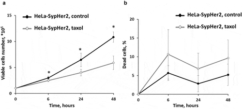 Figure 1. Effects of Taxol on the proliferative rate and viability of HeLa-SypHer2 cells. (a) The number of viable cells. (b) The number of dead cells.* – statistically significant difference from the untreated control, р ≤ 0.05