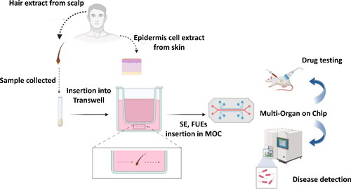 Figure 5. Fabrication scheme of a dynamically perfused chip-based bioreactor capable of prolonging the maintenance and testing periods of ex-vivo human skin and follicular extracts for a range of biomedical applications. Adapted with permission from Ref. [Citation100].