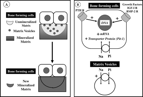 Fig. 1. Bone mineralization process. Depicted are the relationships between bone-forming cells, MVs, and Pi transport. (A) Bone-forming cells, either osteoblasts or epiphyseal chondrocytes, are involved in endochondral ossification consisting of the replacement of cartilage by bone in the growth plate. These cells form vesicles, which bud from their plasma membrane and migrate into the unmineralized organic matrix. The MVs have the capacity to accumulate, from the surrounding unmineralized organic matrix, Pi and Ca, the two ions which constitute, once their solubility point is exceeded, the bone hydroxyapatite crystal. This crystalline structure penetrates the MV membrane, then propagates as extravesicular clusters and fills the space between the collagen fibrils, forming the new skeletal mineralized matrix. (B) This scheme illustrates the connection between bone-forming cells, particularly osteoblasts, and the Pi transporter. The osteogenic cells are endowed with a genetic program that codes for a specific Pi transporter protein (type III Pi transporter), which is inserted into the plasma membrane. The translocation of the Pi from the extracellular to the intracellular compartment is dependent upon the sodium (Na) gradient. The MVs are riched in this Na-coupled Pi transport system. The Pi transporter present in the plasma membrane of bone forming cells is regulated by PTH and growth factors such as IGF-I and BMP-2. With their respective plasma membrane receptors (R), these regulators are connected to the Na-Pi transporter genetic (DNA) and protein expression (mRNA) program. The stimulation in the plasma membrane of the type III Pi transporter Pit-1 by PTH, IGF-I, and BMP-2 is also expressed in the enhanced Pi translocation activity into the MVs. (Figure adapted from Caversazio and Bonjour [Citation10], Palmer et al [Citation11], and Suzuki et al [Citation12]. See text for further details.)