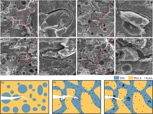 Figure 4. (a-d) SEM images and corresponding partially enlarged images of fracture surfaces of the T3P7F0, T3P7F5, T3P7F10, and T3P7F15 specimens, (e-g) toughening mechanisms for the co-continuous structure and Fe3O4 nanoparticles.