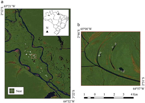 Figure 2. Spatial distribution of the M. niger nest occurrence during the 2007 and 2008 nesting seasons in the MSDR. (a) Localities of the M. niger nests (white crosses) on the Landsat-5/TM (R:5, G:4, B:3) image during the LW season (2007–09–10). (b) Detailed view of the M. niger nest occurrence (white crosses) close to the edges of the small water bodies. Adapted from: http://earthexplorer.usgs.gov.