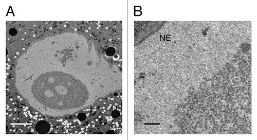 Figure 4 (A) Electron micrograph of an induced nuclear body in a GV from a stage-10 oocyte. The internal vacuoles in the nuclear body appear to be pools of trapped nucleoplasm. Bar = 5 µm. (B) Higher magnification of part of another nucleus shows that the body contains irregular electron-dense particles with diameters in the range of 30–50 nm, suspended in material indistinguishable from the nucleoplasm. Note the clearly defined membranes of the nuclear envelope (NE) but the absence of a membrane surrounding the nuclear body. Bar = 0.5 µm.