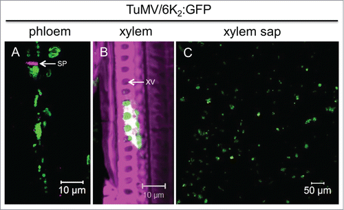 Figure 1. TuMV membrane-bound complexes are present in phloem sieve elements, xylem vessels and xylem sap. (A and B) Longitudinal-sections of 6K2:GFP-producing TuMV-infected N. benthamiana stem internodes above the inoculated leaf, were observed with a Zeiss LSM-780 confocal microscope using a 63x objective. Aniline blue-stained sieve plate (A) and Fluorescent brightener 28-stained cell wall (B) are shown in false-color magenta. 6K2:GFP is shown in green. Panel (A) is a single optical slice, and Panel (B) is a 3-dimensional image. (C) shows xylem sap collected from 6K2:GFP producing TuMV-infected N. benthamiana plants observed with a Zeiss LSM-780 confocal microscope using a 20x objective. SP, sieve plate; XV, xylem vessel.